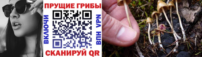 Галлюциногенные грибы Psilocybe  продажа наркотиков  Алупка 